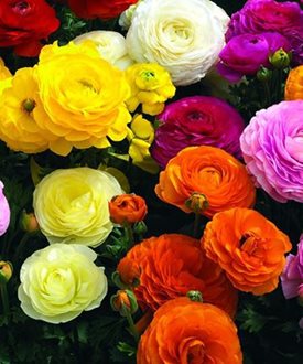 Maché™ Mix - Monrovia / Syngenta Flowers.