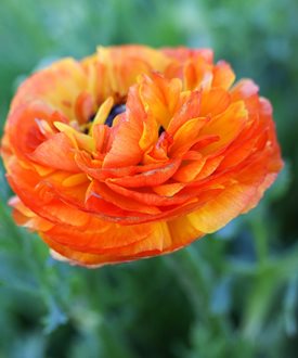 Tecolote Flamenco - Easy to Grow Bulbs.