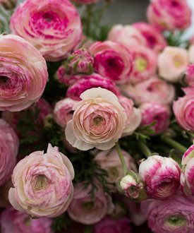 Maché™ Mix - Monrovia / Syngenta Flowers.