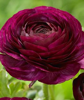 'Purple Sensation' - Longfield Gardens.