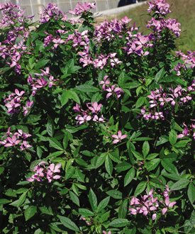 Senorita Rosalita Cleome