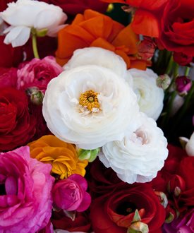 Tecolote Flower Fields Collection - Dwight Smith / Shutterstock.