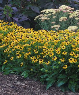 'Little Goldstar' black-eyed Susan