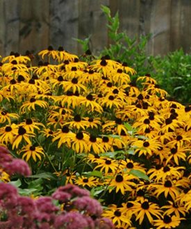 'Goldsturm' black-eyed Susan