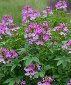 Clio Magenta Cleome