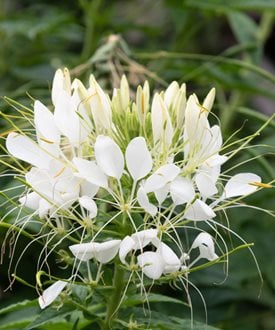 'White Queen' Cleome
