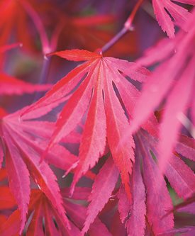 'BENI KAGAMI' - Photo by: Clive Nichols.