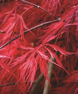 'CRIMSON QUEEN' - Photo by: Clive Nichols.