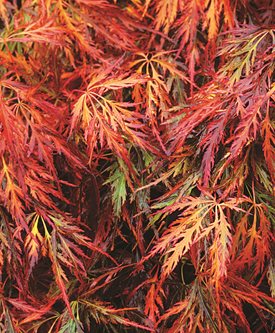 'DISSECTUM ATROPURPUREUM' - Photo by: Marianne Majerus.