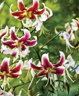 'SCHEHERAZADE' - Photo by: Rob Cardillo.