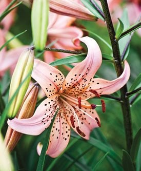 ‘PINK TWINKLE’ - Photo by: Rob Cardillo.