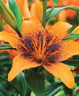 Growing Lilies - How to Plant & Care for Lily Flowers | Garden Design