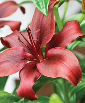 'DIMENSION' - Photo by: Rob Cardillo.