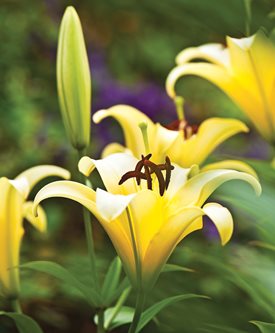 'YELLOWEEN' - Photo by: Rob Cardillo.