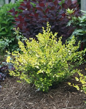 Cesky Gold dwarf birch