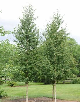 RENAISSANCE REFLECTION