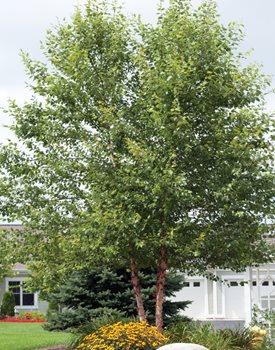 HERITAGE RIVER BIRCH