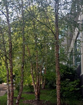 DURA-HEAT RIVER BIRCH