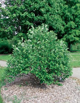 FOX VALLEY RIVER BIRCH