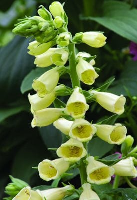 Digitalis grandiflora ‘Carillon’ - Tim Ludwig / Millette Photomedia.
