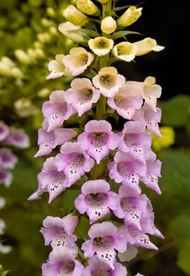 Digitalis purpurea 'Foxy' - Ole Schoener / Shutterstock.