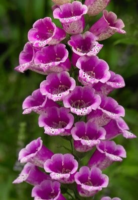Digitalis purpurea 'Candy Mountain' - Ole Schoener / Shutterstock.