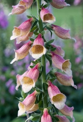 Digitalis 'Polkadot Pippa’ - Garden World Images Ltd / Alamy Stock Photo.