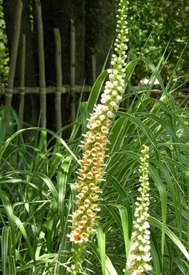 Digitalis ferruginea 'Gelber Herold' - Tim Ludwig / Millette Photomedia.