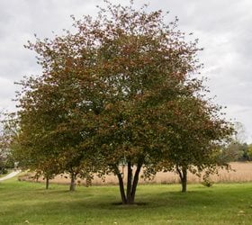 Washington hawthorn tree