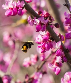 Western redbud blooms with bee