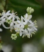 Heptacodium flowers