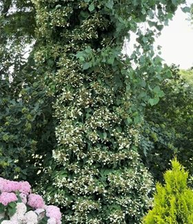 Climbing hydrangea on tall tree