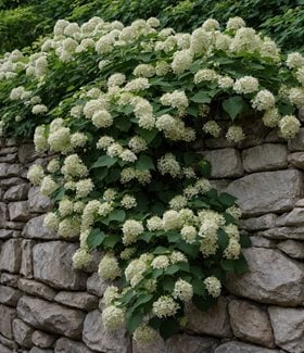 Climbing hydrangea on wall