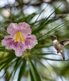 Desert Willow flower with hummingbird