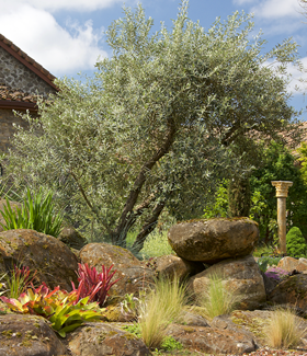 Olive tree in landscape