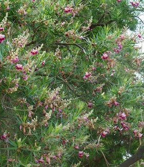Desert Willow tree in bloom