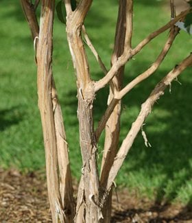 Heptacodium bark