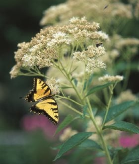 Joe Pye Weed White, Bartered Bride
Garden Design
Calimesa, CA