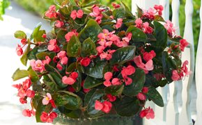 Begonias sales in pots