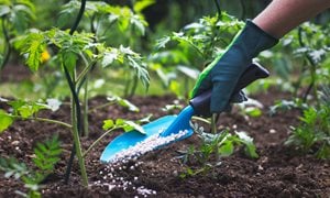 Applying Fertilizer, Blue Trowel, Fertilizing Tomato Plant
Shutterstock.com
New York, NY