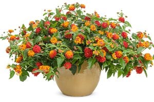 Citrus Blend Container, Citrus Blend Flowers
Proven Winners
Sycamore, IL