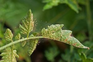 red spider mites