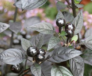 Black pearl ornamental pepper