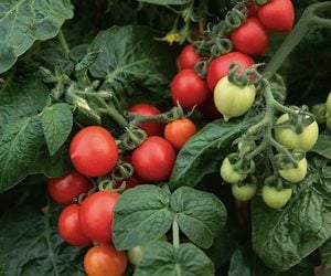 tomato plant