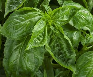 basil plant