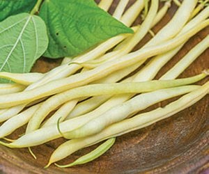 'Monte Gusto' Wax bean