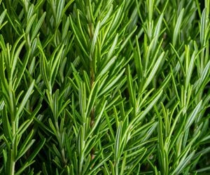 rosemary plant