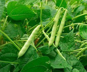 Green beans on vine