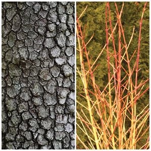 Dogwood bark