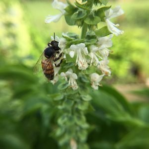 Bee On Basil Flower, Basil Plant, Pollinator
Shutterstock.com
New York, NY